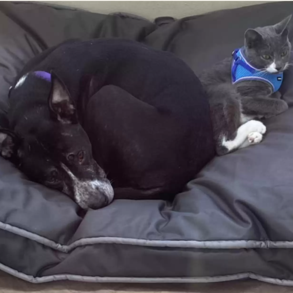 Untitled 1080 x 1080 px 1080 x 1080 px Hundeweltte Die besten Hundeprodukte & Haustierangebote