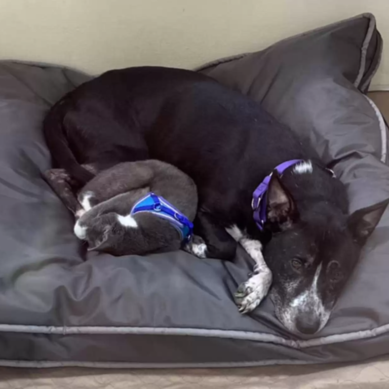 Hund und Katze auf einem Feld entdeckt – im Tierheim kämpfen sie dafür, zusammenzubleiben