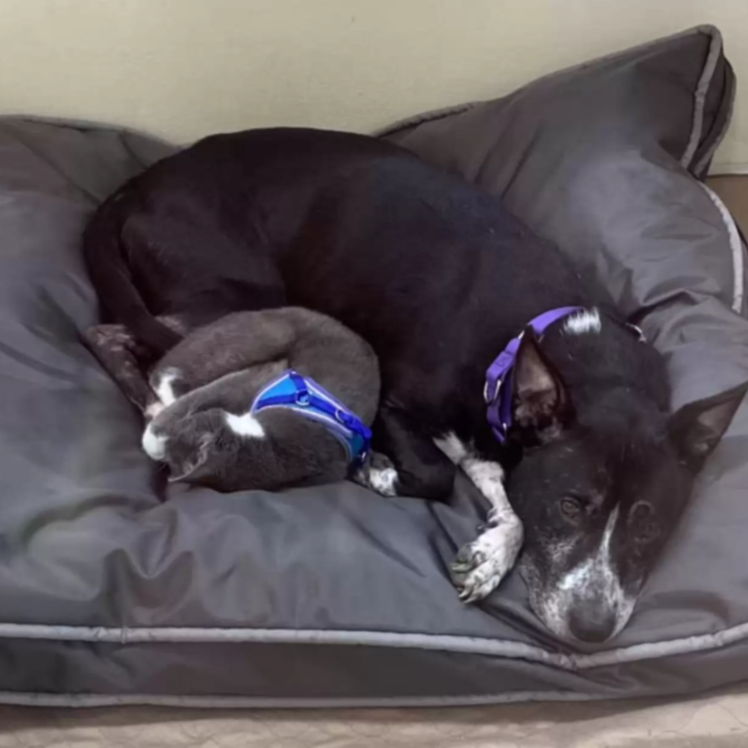 Hund und Katze auf einem Feld entdeckt – im Tierheim kämpfen sie dafür, zusammenzubleiben