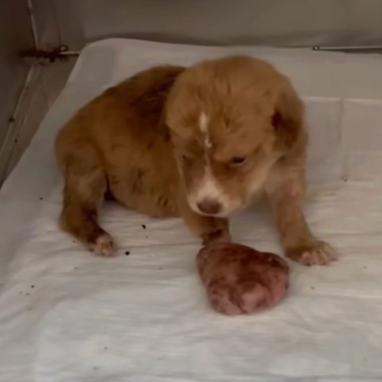 Retter haben noch nie einen Welpen mit so einer riesigen Pfote gesehen 🥺