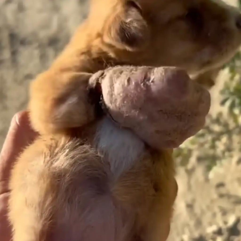 Retter haben noch nie einen Welpen mit so einer riesigen Pfote gesehen 🥺 2 Untitled 1080 x 1080 px 31 Hundeweltte Die besten Hundeprodukte & Haustierangebote