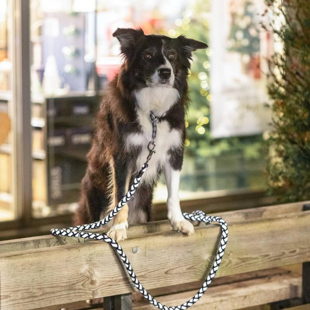 TRIXIE Hochwertige Hundeleine Cavo V – 2 m verstellbare Leine mit Reflektoren für kleine bis mittelgroße Hunde, Schwarz 2 717KrRe9JHL. AC SL1080 1 Hundeweltte Die besten Hundeprodukte & Haustierangebote