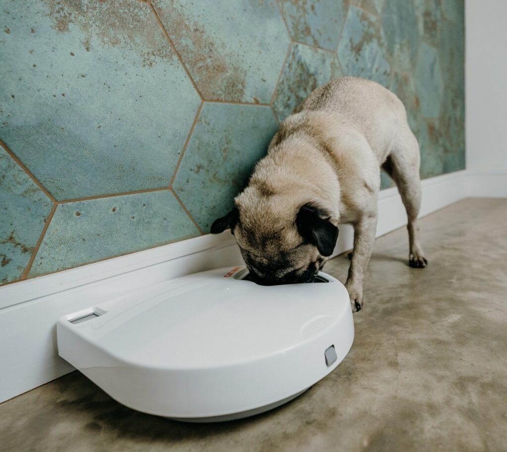 đŸ Cat Mate 365 Futterautomat â Ultimativer Ratgeber fĂŒr eine sichere & stressfreie FĂŒtterungCat Mate 365 Futterautomat 1 71MeVm90aSL. AC SL1500 1 Hundeweltte Die besten Hundeprodukte & Haustierangebote