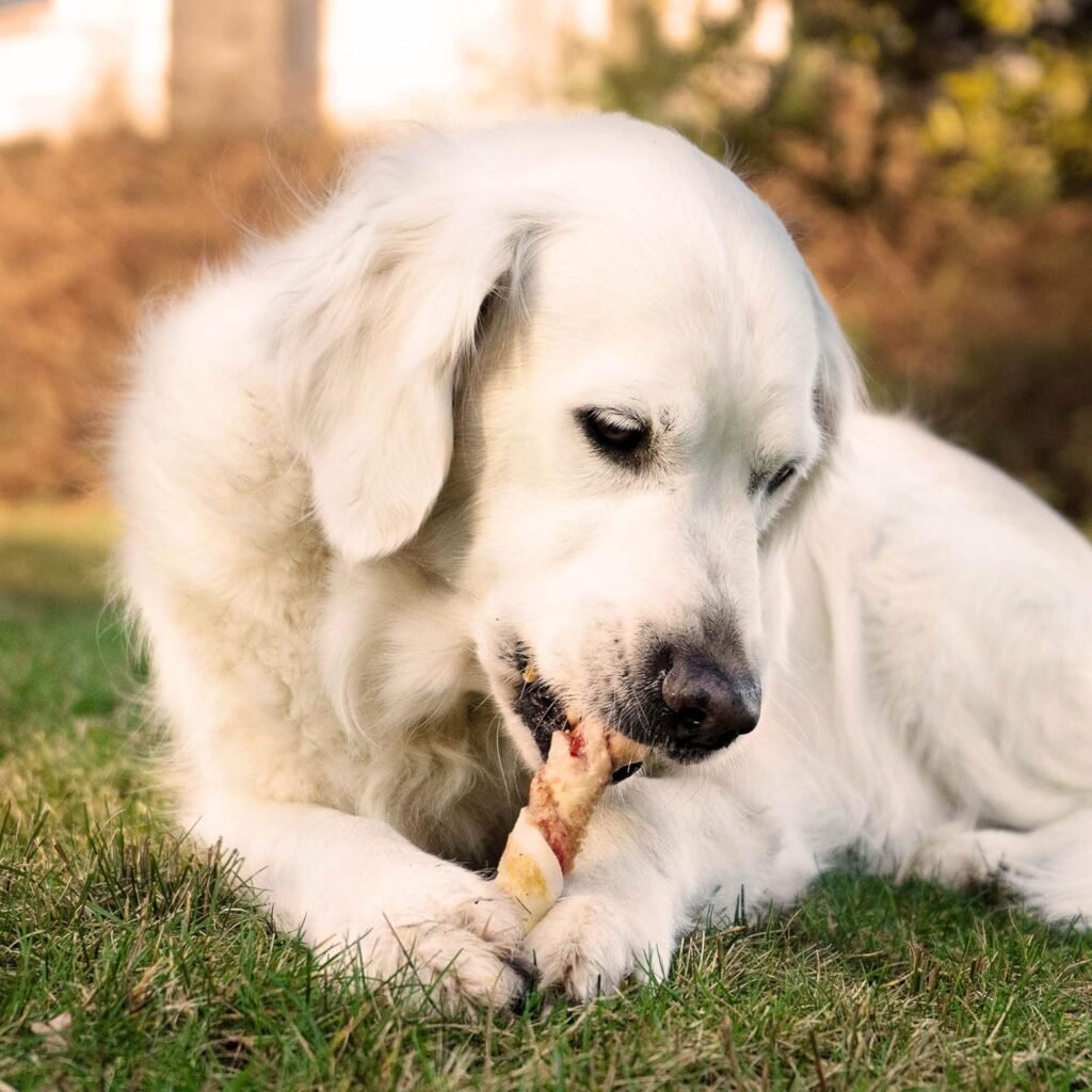 8in1 Dreifach-Geschmacks-Kaustangen – Überragende Kausnacks für Hunde mit extra Fleisch (113 g, 3er-Packung) 4 81jXTayYOgL. AC SL1500 Hundeweltte Die besten Hundeprodukte & Haustierangebote