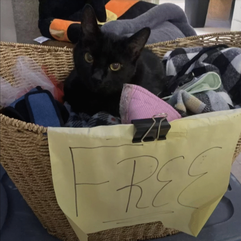 14-jähriger Senior-Kater Bud setzt sich in einen „Gratis“-Korb – in der Hoffnung auf ein Zuhause