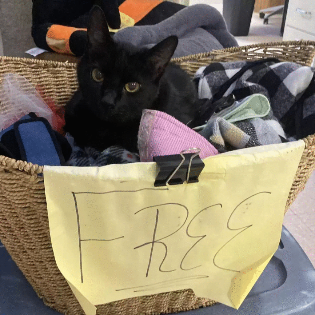 Untitled 1080 x 1080 px 26 Hundeweltte Die besten Hundeprodukte & Haustierangebote