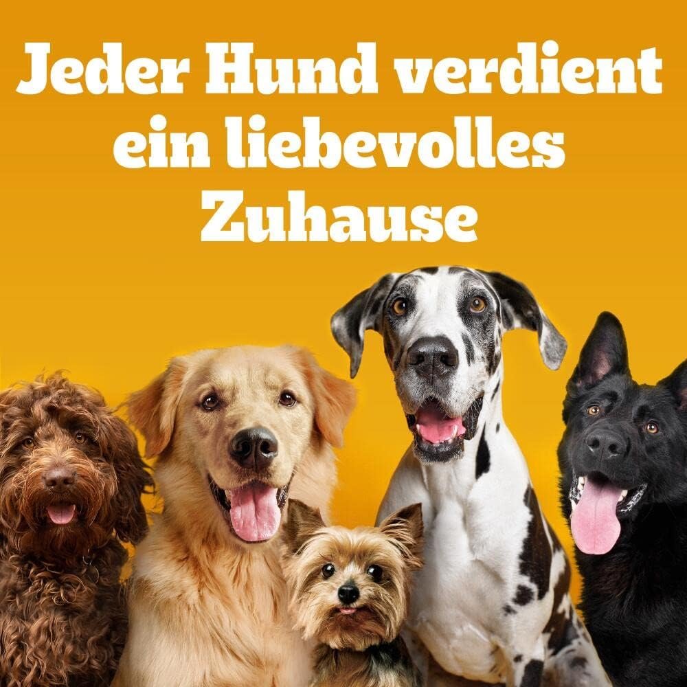 61xugApRHCL. AC SL1000 1 Hundeweltte Die besten Hundeprodukte & Haustierangebote