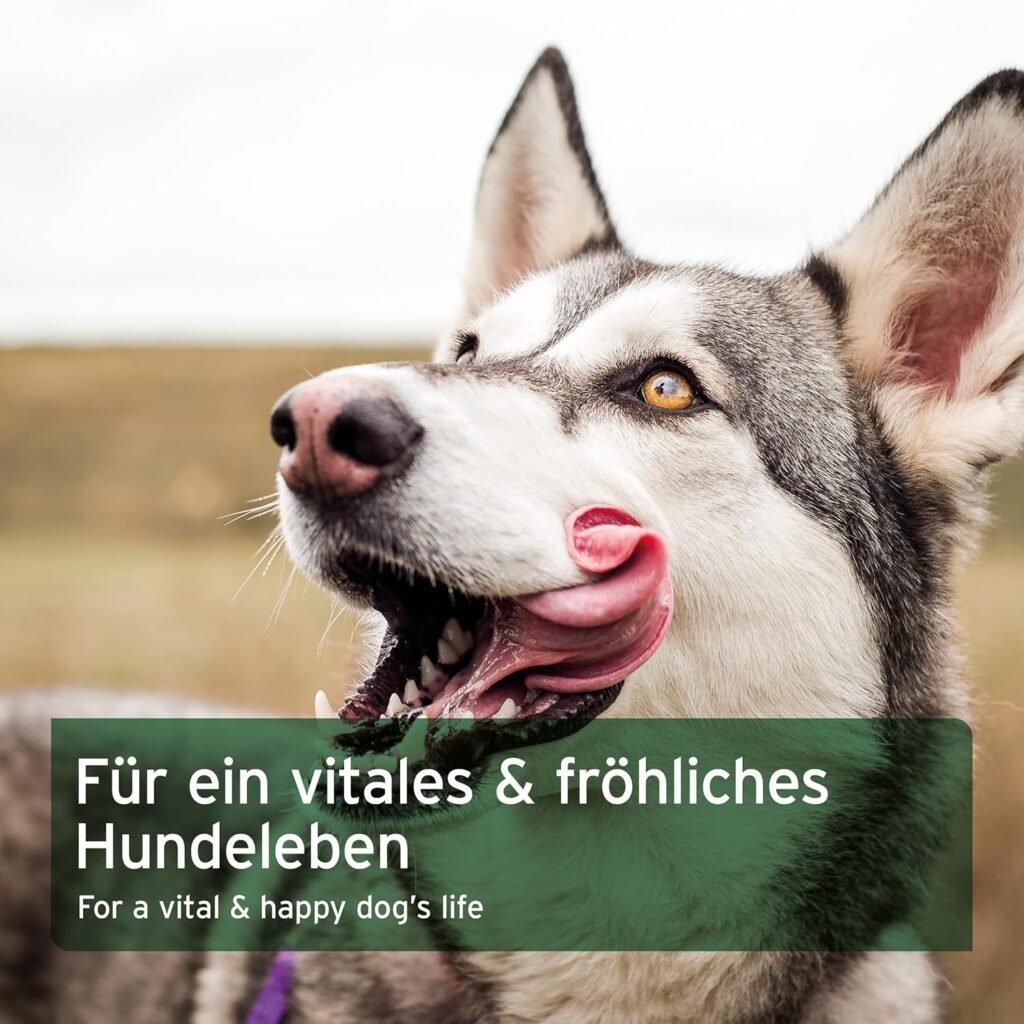 81WW9QprBUL. AC SL1500 1 Hundeweltte Die besten Hundeprodukte & Haustierangebote