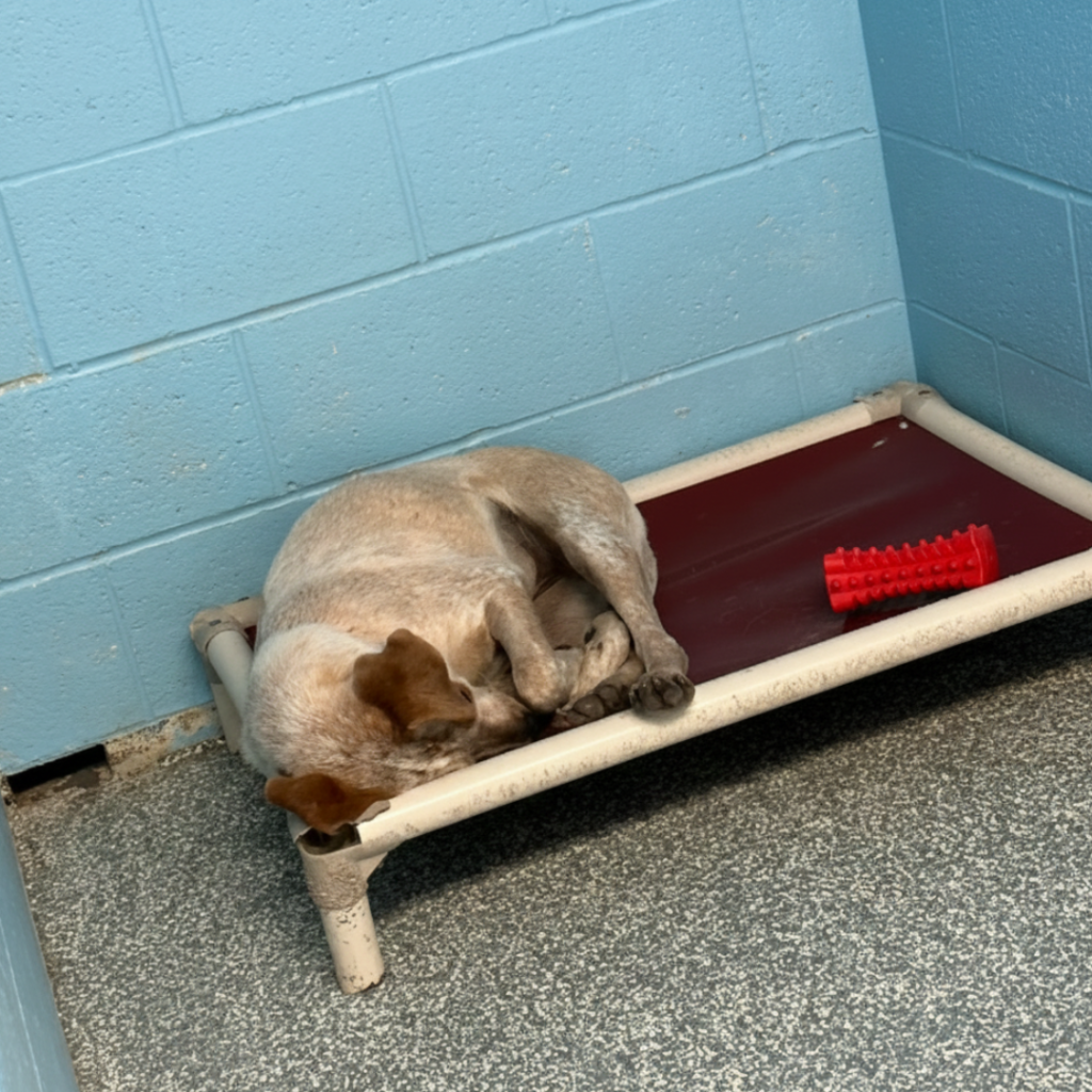 Untitled 1080 x 1080 px 45 Hundeweltte Die besten Hundeprodukte & Haustierangebote