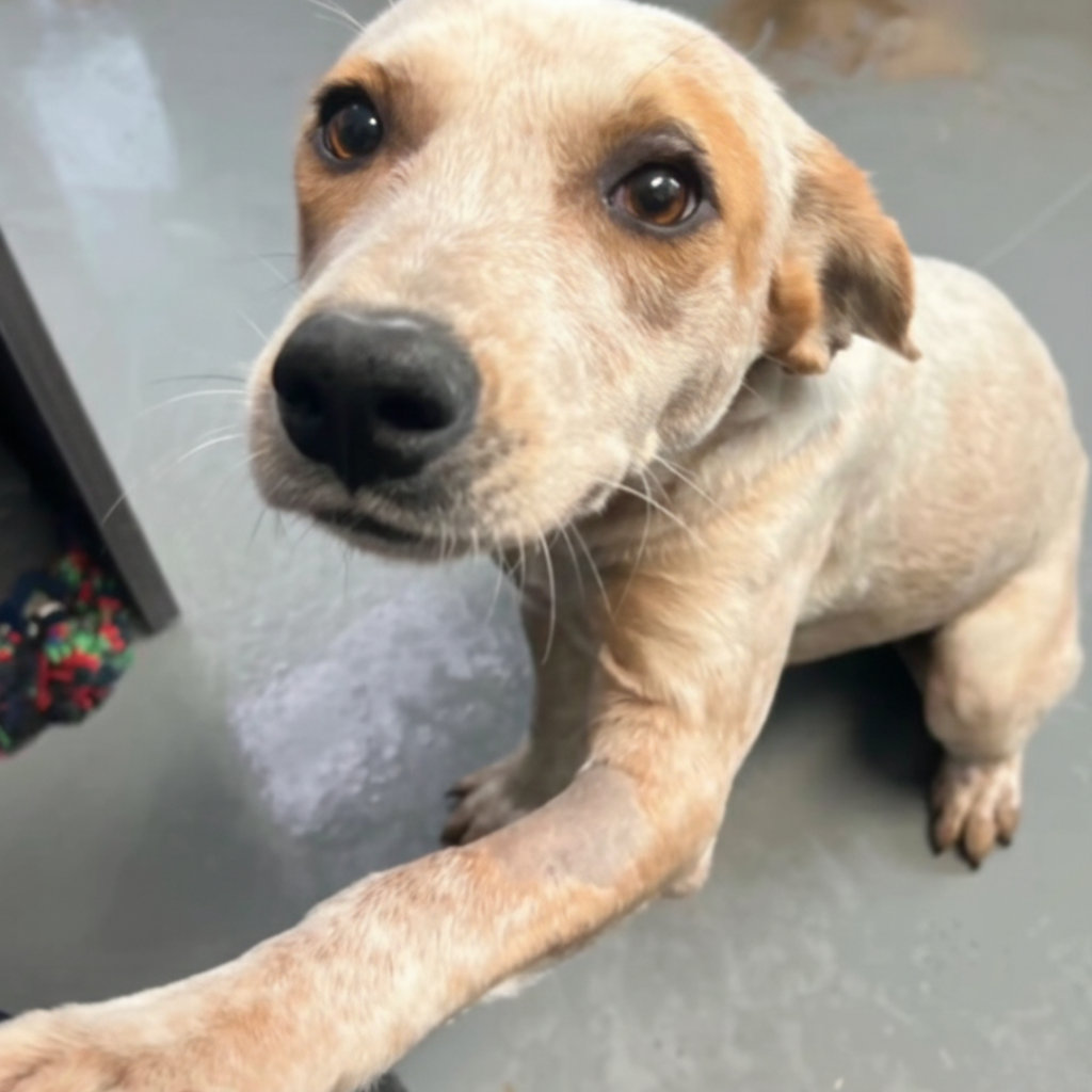 Untitled 1080 x 1080 px 46 Hundeweltte Die besten Hundeprodukte & Haustierangebote