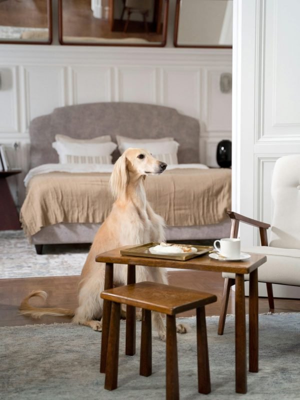 pexels-ron-lach-10117829 pexels-ron-lach-10117829